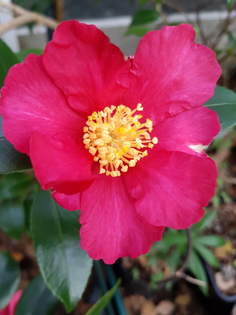 C. sasanqua 'Crimson King'